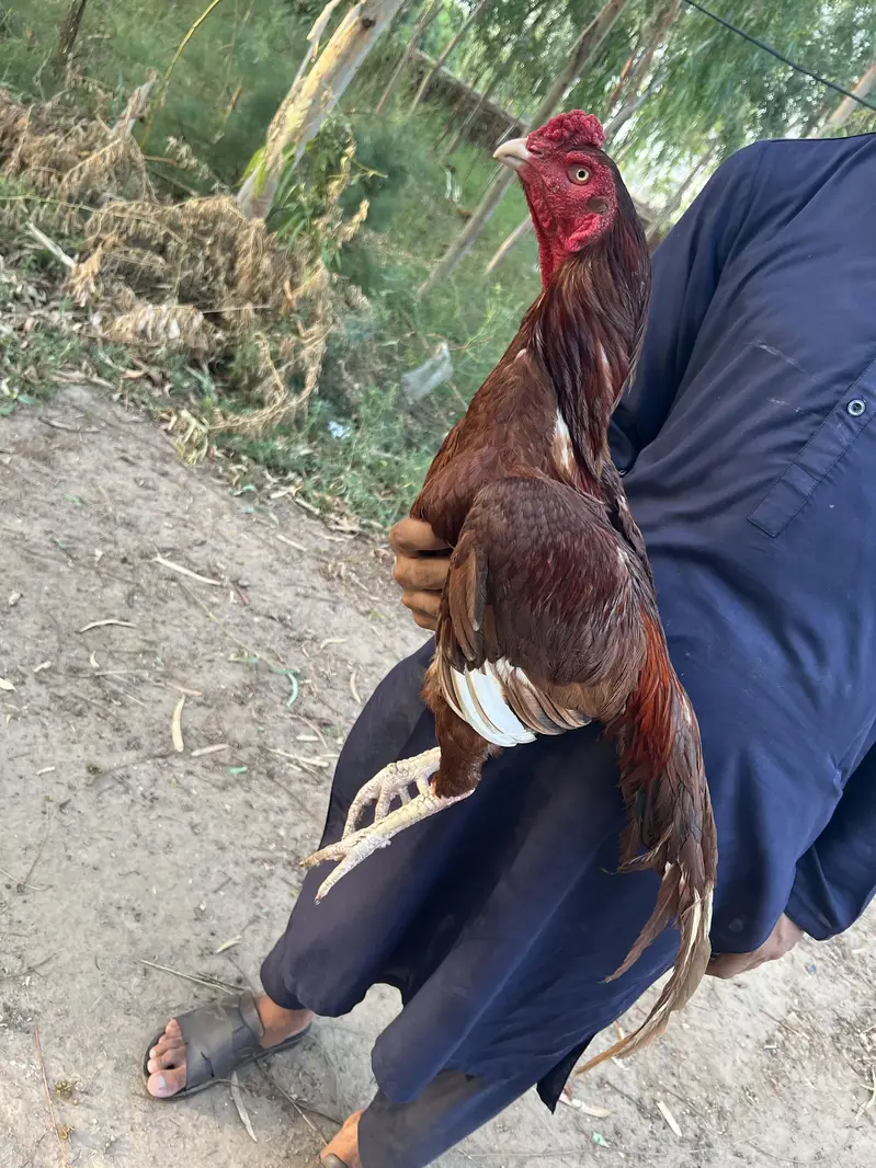 aseel patha healthy and active — photo 3
