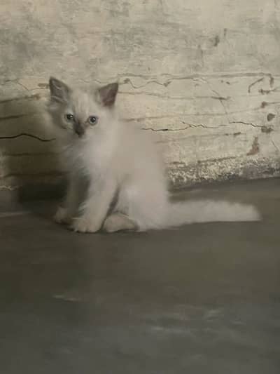 Persian triple coated kitten /Himalayan kitten /03247627801 /Blue eyes