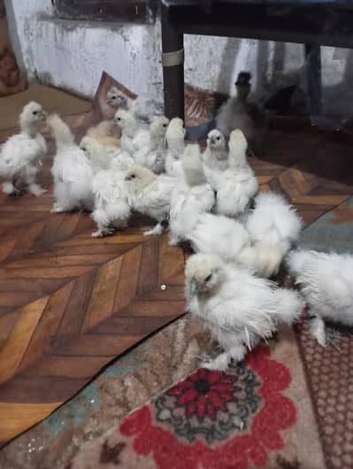 silkies almost 2 months age urgent sale