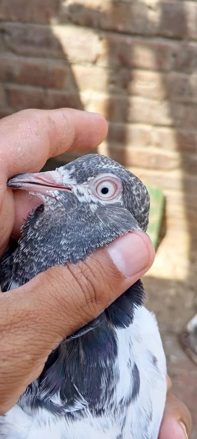 2000 pr teddy baby pigeon s