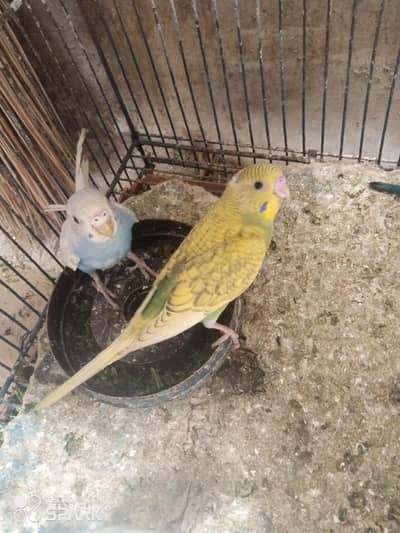 I have 5 budgie babies for sale.