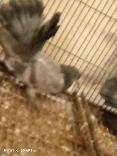 lucky pigeon pathay
