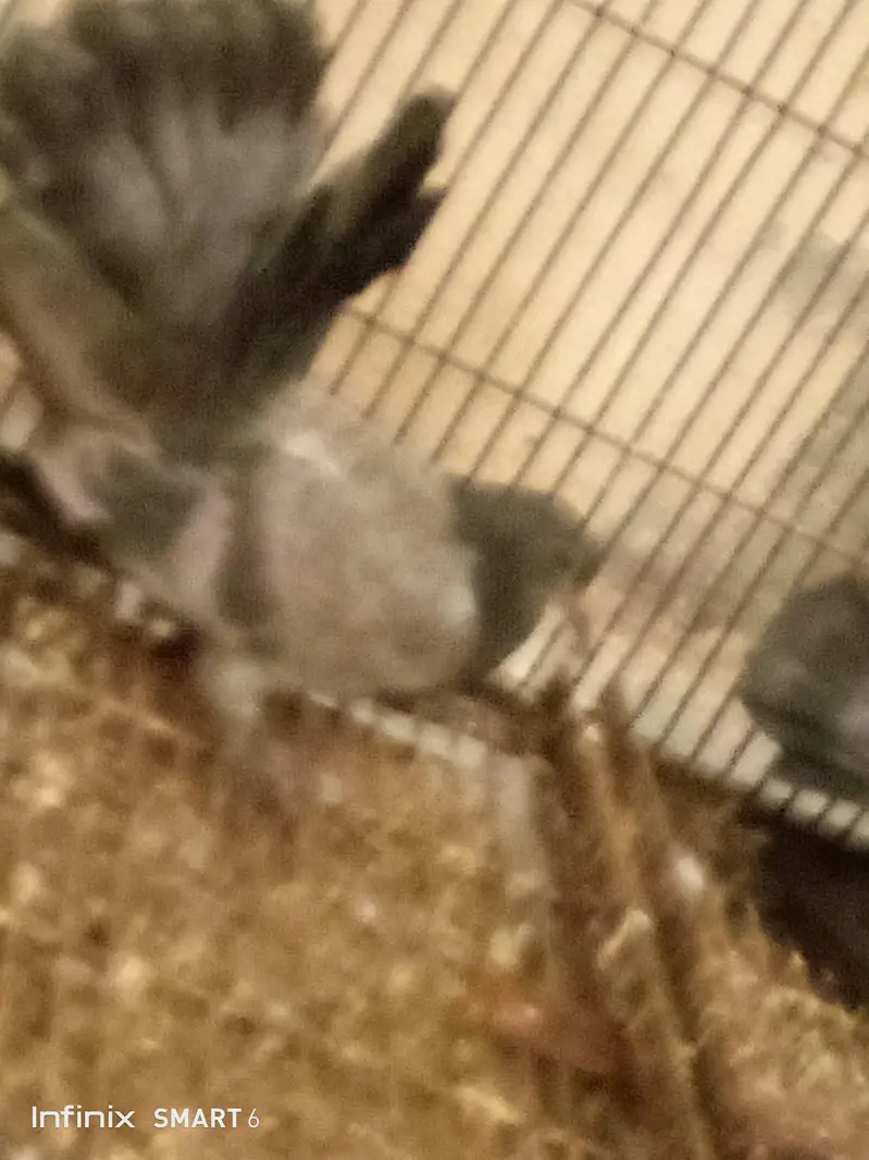 lucky pigeon pathay