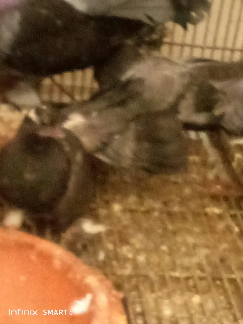 lucky pigeon pathay — photo 2