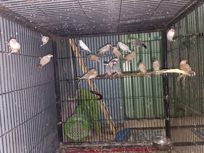 Love birds breedr pair for sale