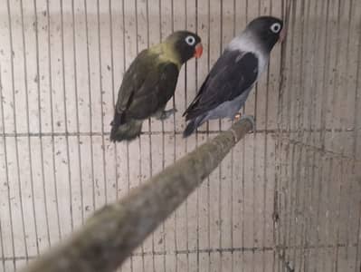 love birds looking for new shelter