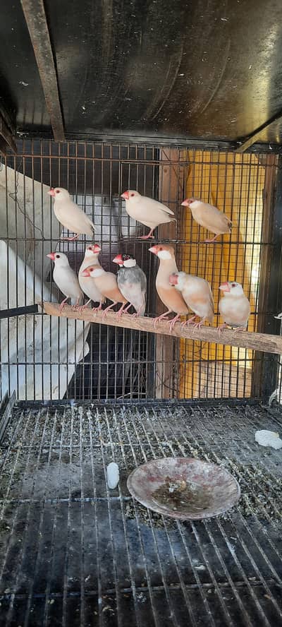 Fawn Java Breeder pair