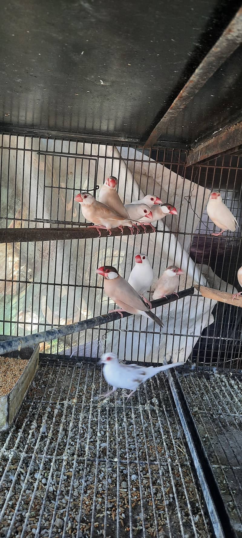 Fawn Java Breeder pair 2