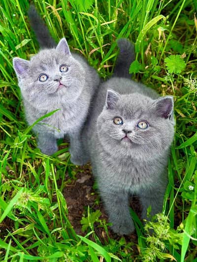 BLUE BRITISH SHORT HAIR MALE AND FEMALE KITTEN AVAILABLE