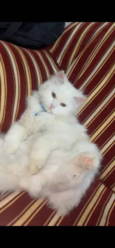 Persian triple coat pair with punch face 