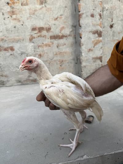 Assel heera choza