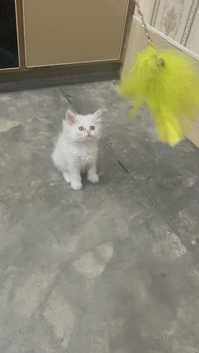 Persian triple coated male kitten/03247627801 /semi punch face kitten