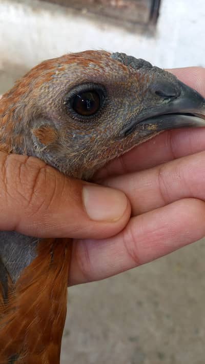 Dragon quality chick