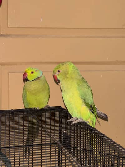 Parrots