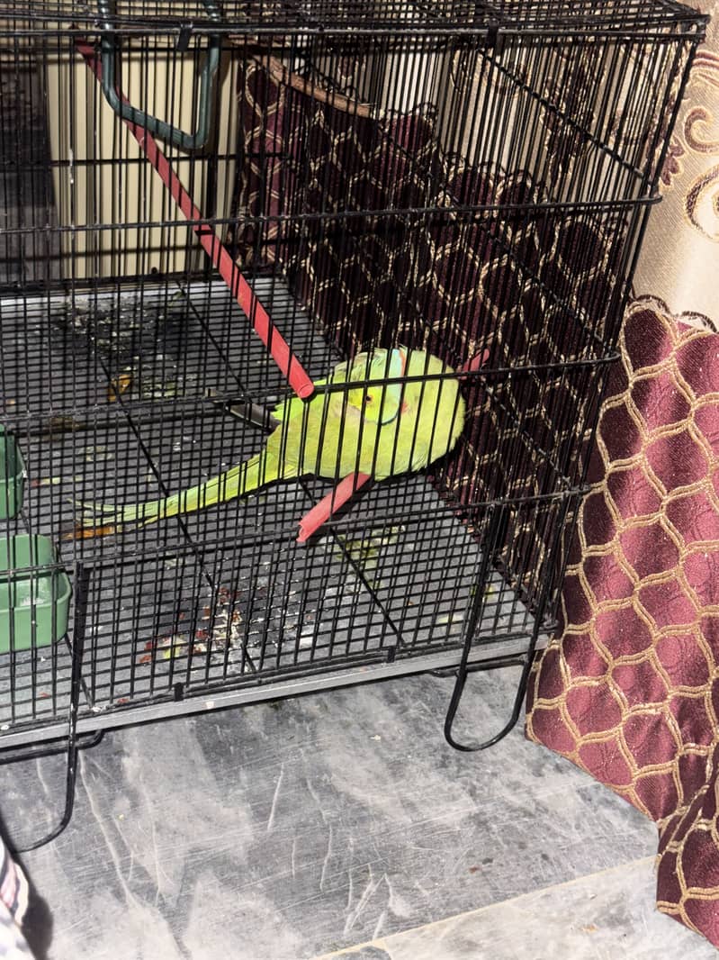 Parrots 1