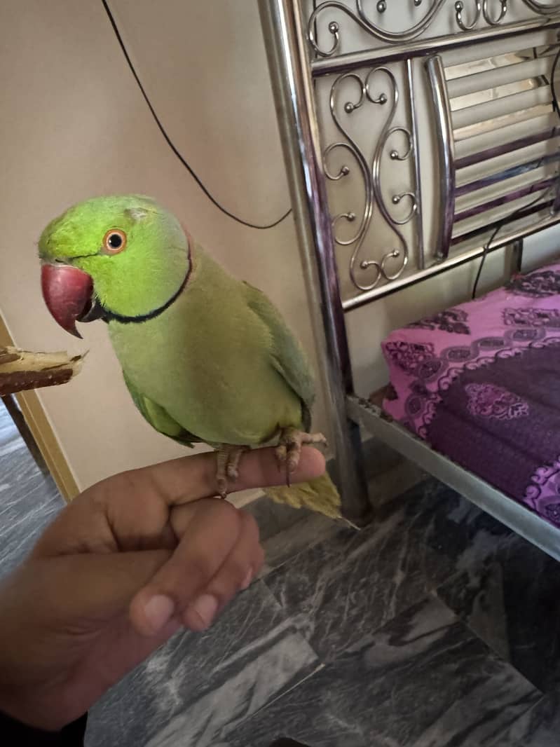 Parrots 2