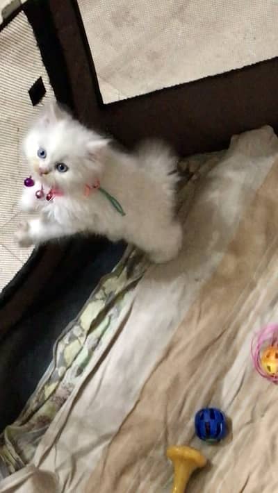 Persian kittens