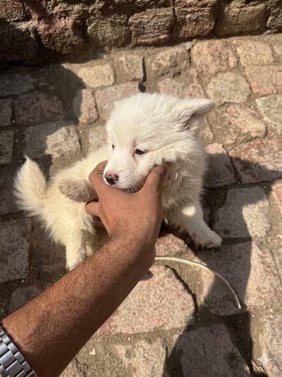 Russian Spitz puppy double coated