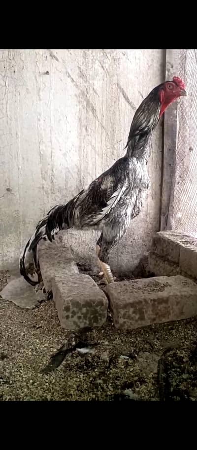 Top Quality Blue Shamo Male White Shamo Female Available 