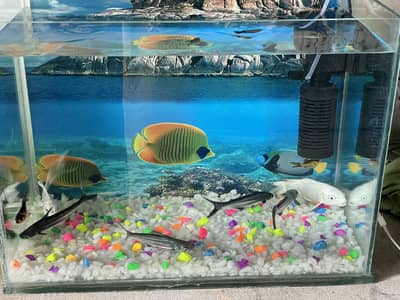 Beautiful aquarium with 18pcs quality fish