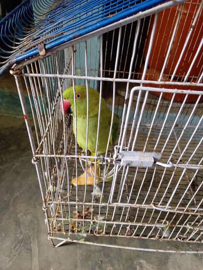femail parrot
