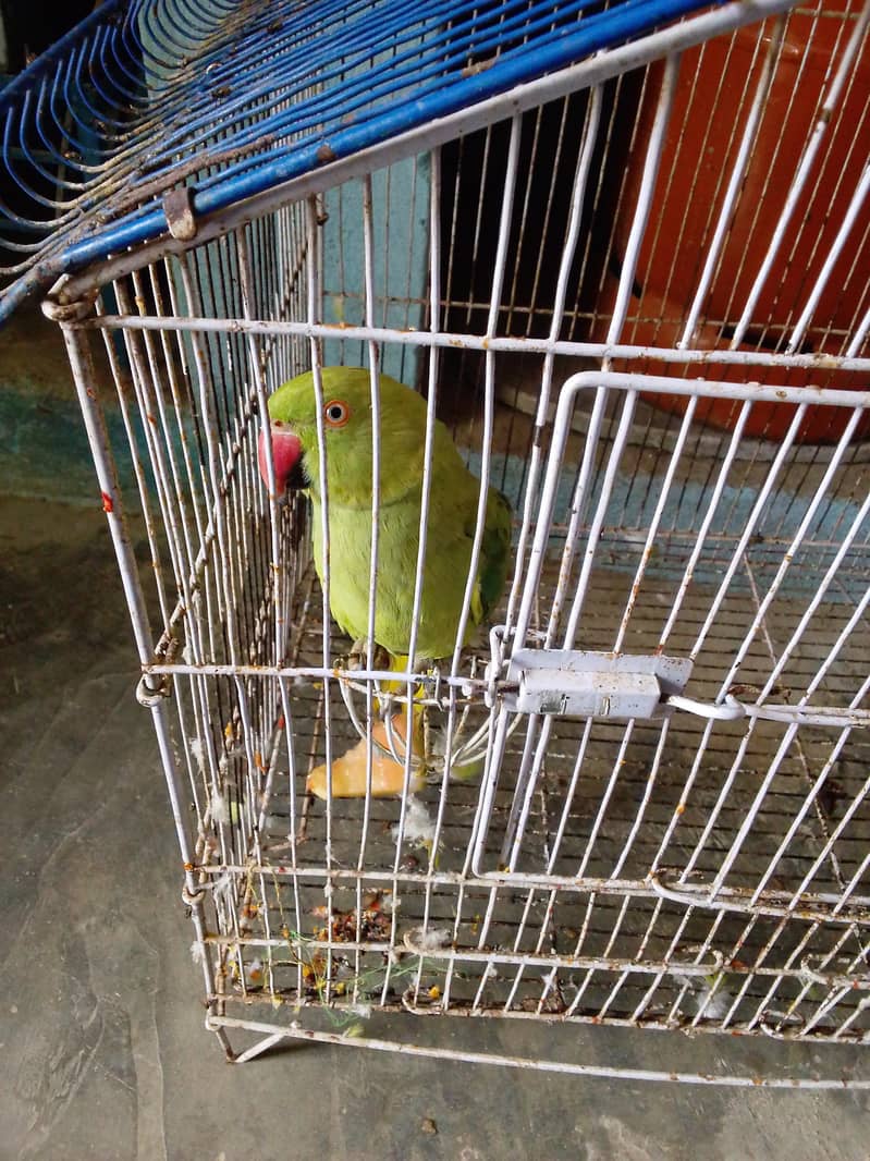 femail parrot 0