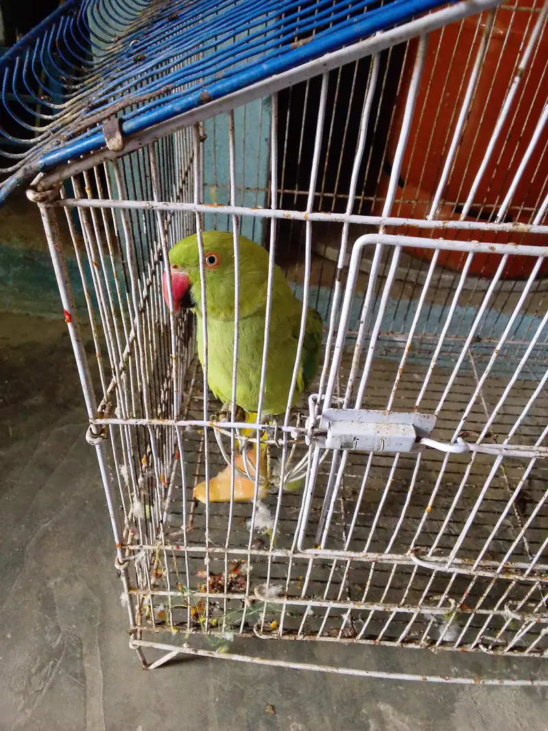 femail parrot