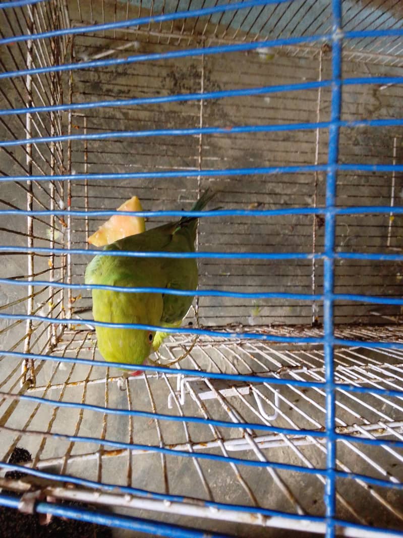 femail parrot 1