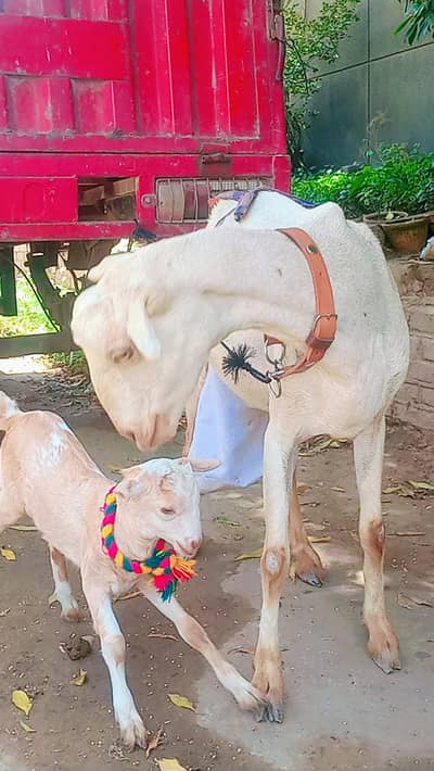 Teddy bakri & bacha for sale