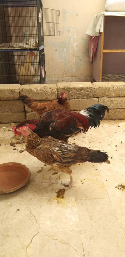 one murgha and two murghi for sale