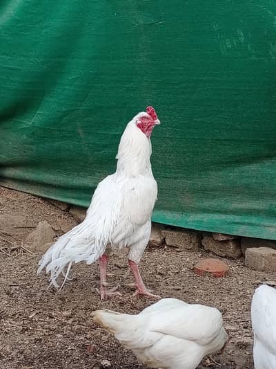 Heera Aseel male band or mazboot jorr white nok nali
