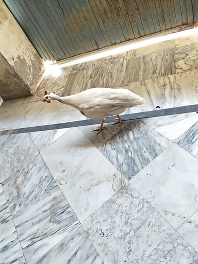 Urgent chakor for sell