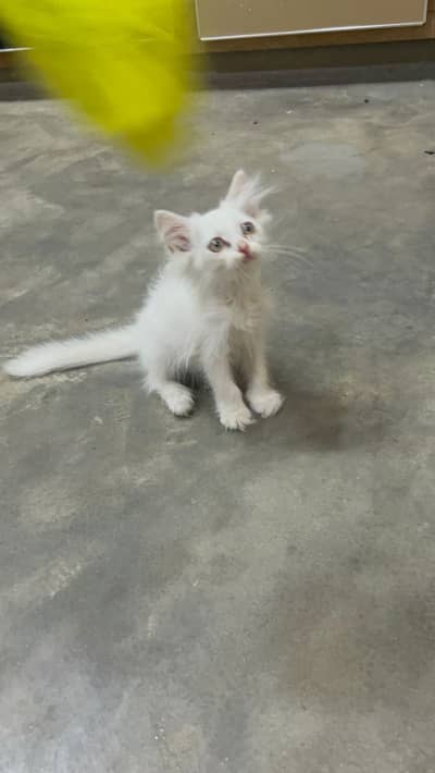 Persian kitten/Punch face kitten/ 03187020013 / Triple coated kitten