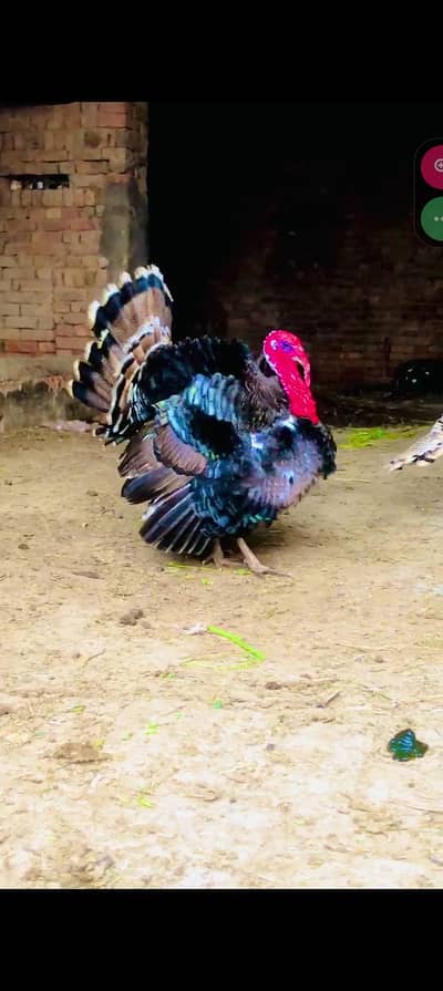 black silky turkey male