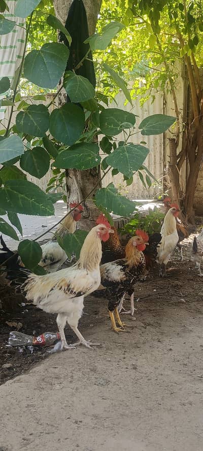 chickens for sale