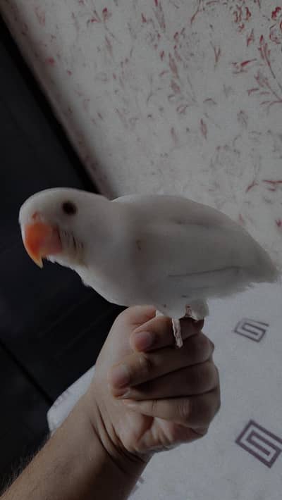 Albino Parrot