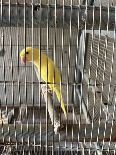 Yellow Ring Nick Breeder Female Red Eyes