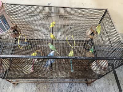 Big cage for parrots, Birds