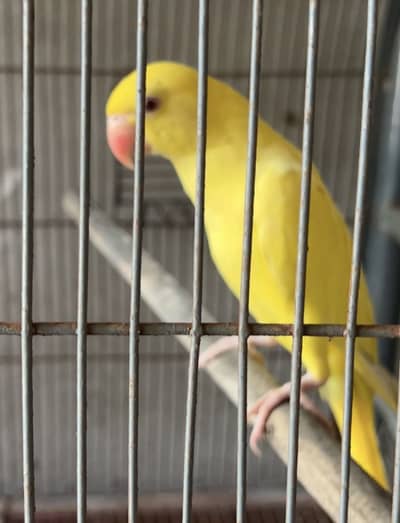Yellow Ring Nick Confrm Pair