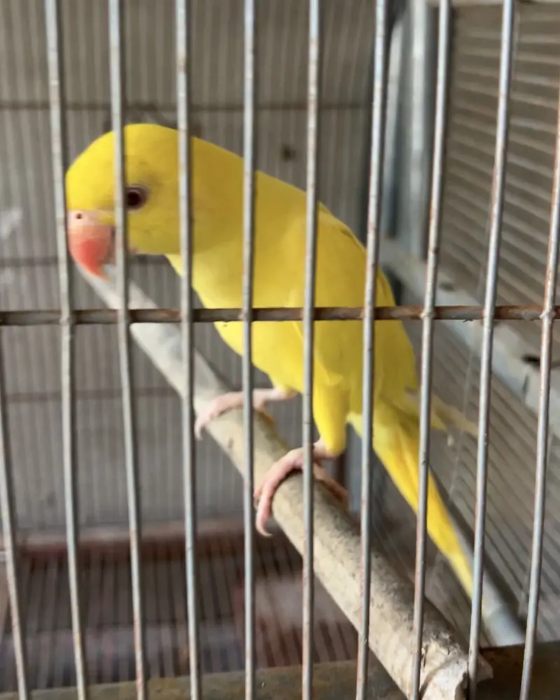 Yellow Ring Nick Confrm Pair — photo 2