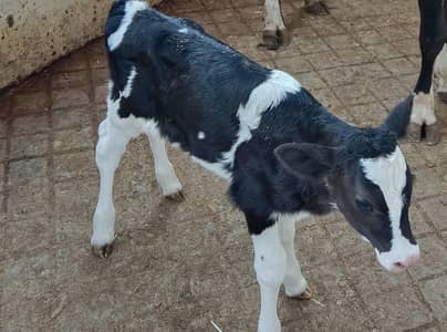 male calf