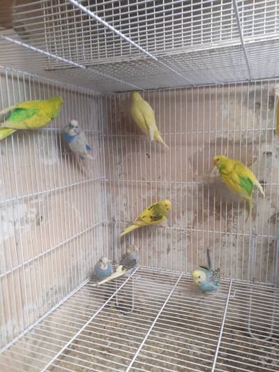 budgies adult and patha for sale