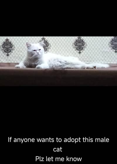 Male Russian Cat