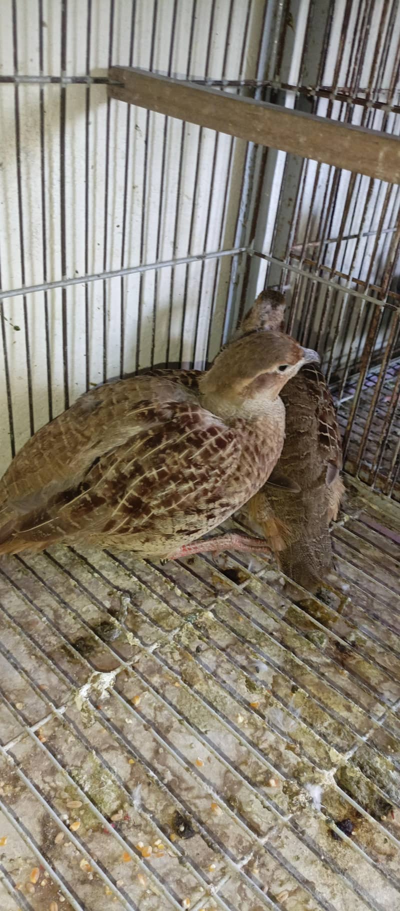 tetar pair 0