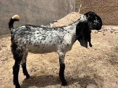 path Urgent Sale bhut khobsorat hy 0328/9838/901