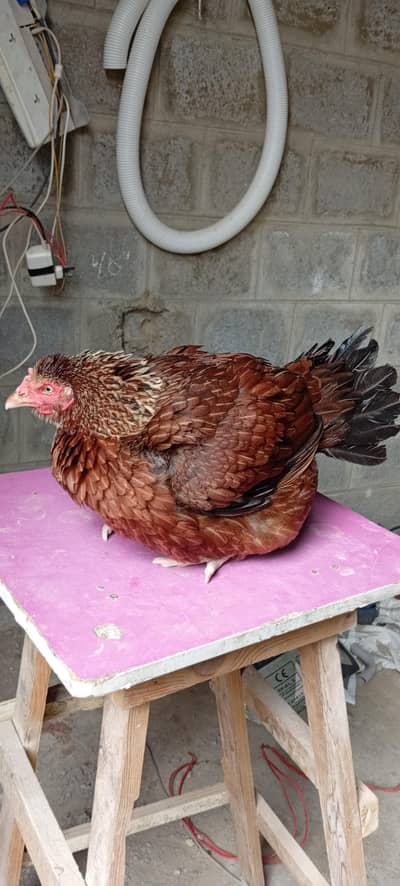 Aseel setup sale good quality birds kurak hens Punjab breed