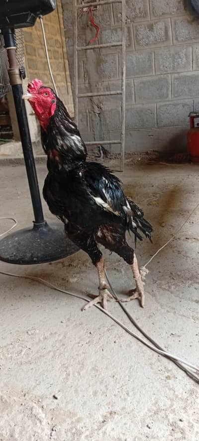 Aseel Mushka Black pair and lakha red pair punjab