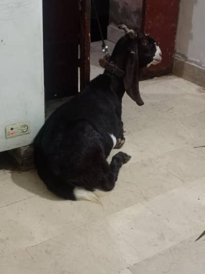kamoori bakri