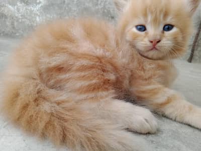pure Persian