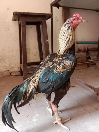 aseel murga . 03330031118 watsap number